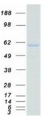 SDS-PAGE (LMAN1-224HFL).jpg